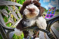 Katie, a female Havanese and Havapoo for sale in Marshfield, MO – 2 of 10