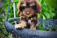 Frisky, a female Havanese and Poodle - Toy  for sale in Marshfield, MO – 6 of 10