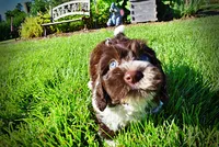 Bandit, a male Havanese and Poodle - Toy  for sale in Marshfield, MO – 6 of 10