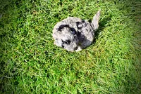 Huggles, a male Havanese and Poodle - Toy  for sale in Marshfield, MO – 6 of 10