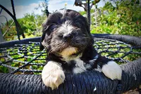 Taz, a male Havanese and Poodle - Toy  for sale in Marshfield, MO – 2 of 10