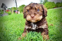 Valentino, a male Havanese and Poodle - Toy  for sale in Marshfield, MO – 5 of 10