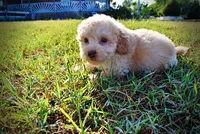 Luigi, a male Havapoo for sale in Marshfield, MO – 7 of 9