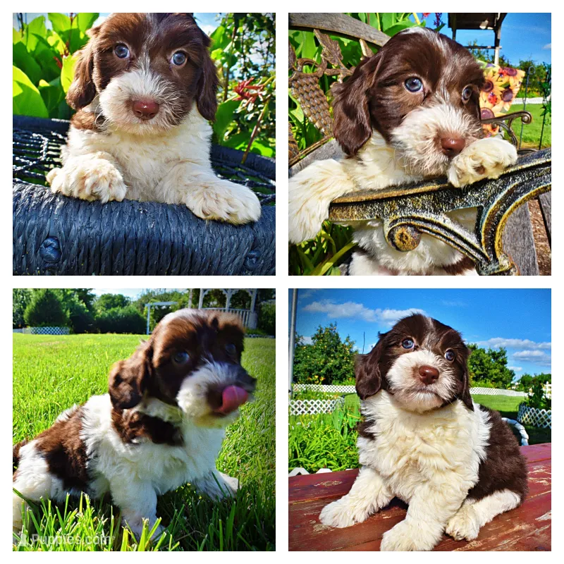 Bubbles – Havanese, Poodle - Toy  puppy for sale in Marshfield, MO