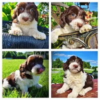 Bubbles, a female Havanese and Poodle - Toy  for sale in Marshfield, MO – 1 of 9