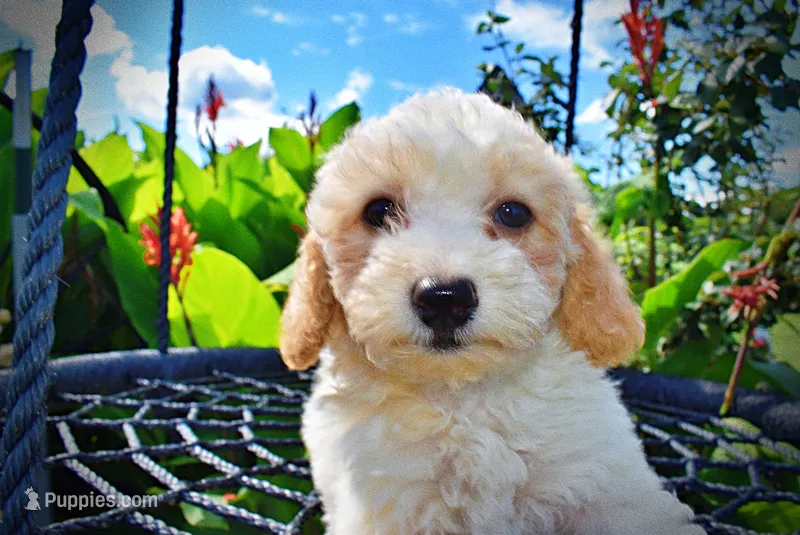 Ashley, a female Havanese and Poodle - Toy  for sale in Marshfield, MO – 1 of 9