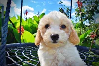 Ashley, a female Havanese and Poodle - Toy  for sale in Marshfield, MO – 1 of 9