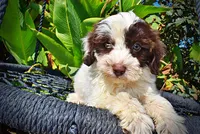 Nabisco, a male Havapoo for sale in Marshfield, MO – 4 of 10