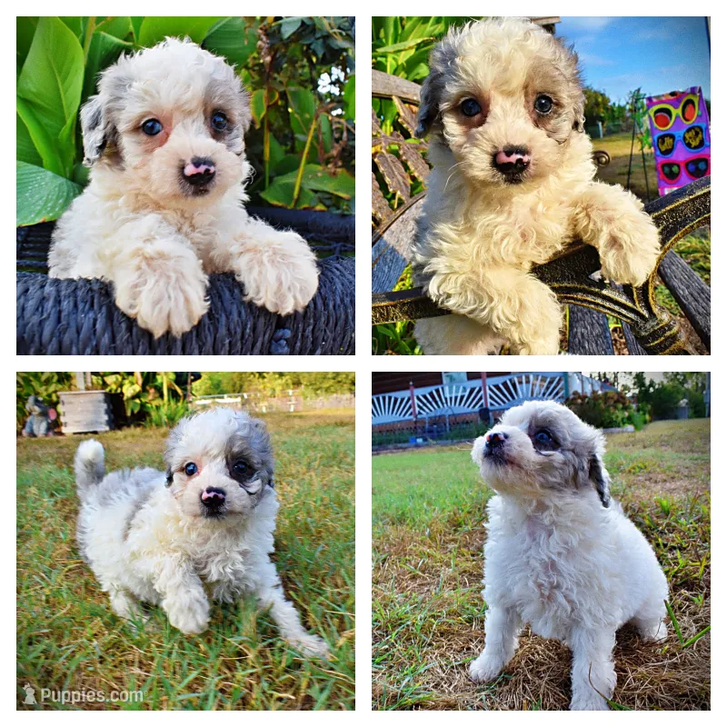 Milo – Havapoo puppy for sale in Marshfield, MO