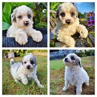 Milo, a male Havapoo for sale in Marshfield, MO – 1 of 10
