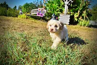 Lemony, a male Havapoo for sale in Marshfield, MO – 6 of 10