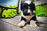 Savvy, a female Havanese and Poodle - Toy  for sale in Marshfield, MO – 4 of 9