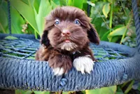 Kricket, a female Havanese and Havapoo for sale in Marshfield, MO – 2 of 9