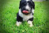 Savvy, a female Havanese and Poodle - Toy  for sale in Marshfield, MO – 9 of 9