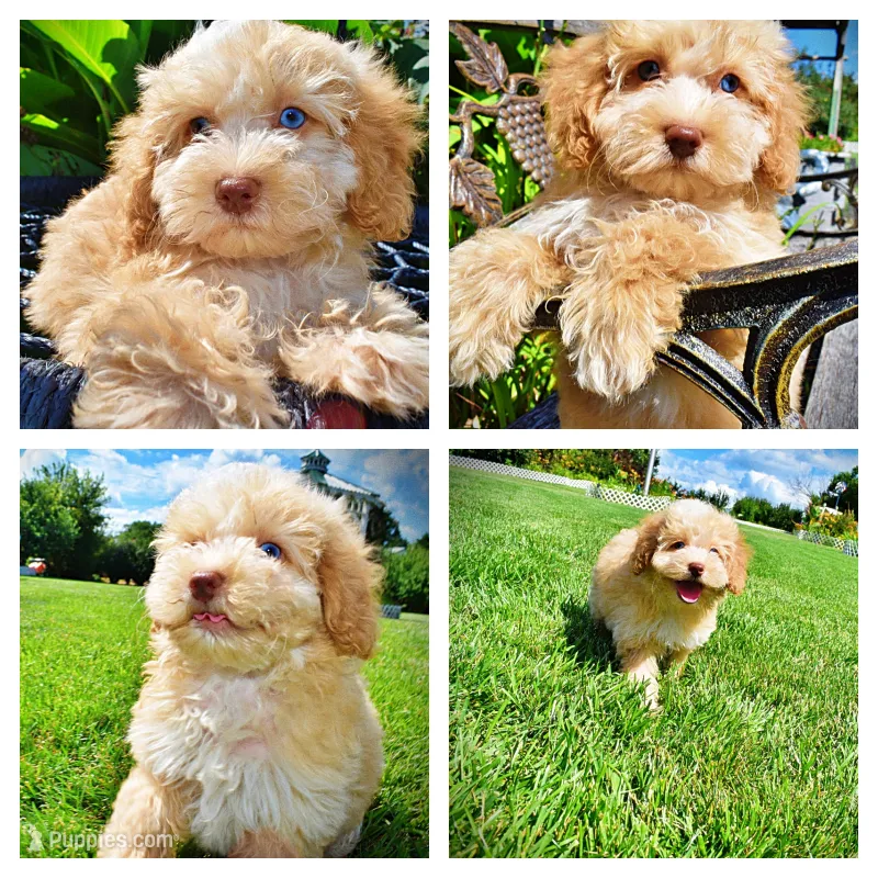 Gracie – Havanese, Poodle - Toy  puppy for sale in Marshfield, MO