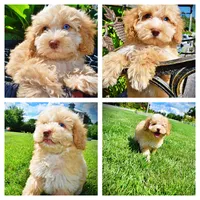 Gracie, a female Havanese and Poodle - Toy  for sale in Marshfield, MO – 1 of 10
