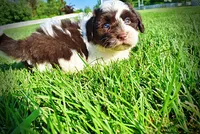 Teddy-SUMMER SALE!!  $100 off listed price!!, a male Havanese and Poodle - Toy  for sale in Marshfield, MO – 2 of 9