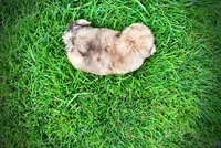 Presto-MEMORIAL DAY SALE-$150 OFF!!, a male Havanese and Poodle - Toy  for sale in Marshfield, MO – 6 of 10
