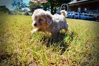 Ozzie, a male Havapoo for sale in Marshfield, MO – 8 of 10