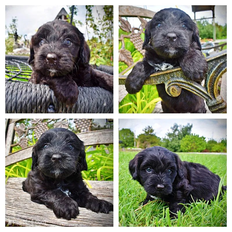 Webster – Havanese, Poodle - Toy  puppy for sale in Marshfield, MO