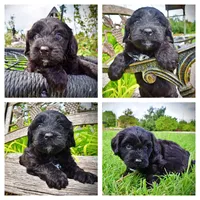 Webster, a male Havanese and Poodle - Toy  for sale in Marshfield, MO – 1 of 10