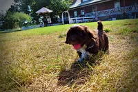 Jackson-LABOR DAY SALE-TAKE $100 OFF!!!, a male Havanese and Havapoo for sale in Marshfield, MO – 8 of 10