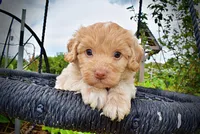 Valor, a male Havanese and Poodle - Toy  for sale in Marshfield, MO – 2 of 9