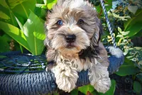 Icon, a male Havanese and Havapoo for sale in Marshfield, MO – 2 of 10