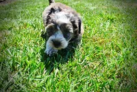 Icon, a male Havanese and Poodle - Toy  for sale in Marshfield, MO – 8 of 10