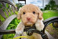 Valor, a male Havanese and Poodle - Toy  for sale in Marshfield, MO – 9 of 9