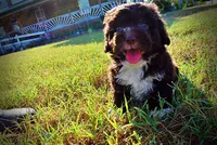 Lucky, a male Havapoo for sale in Marshfield, MO – 3 of 10