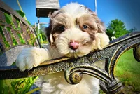Simba-SUMMER SALE!!  $100 off listed price!!, a male Havanese and Poodle - Toy  for sale in Marshfield, MO – 7 of 9