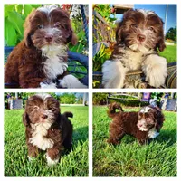 Emma, a female Havanese and Poodle - Toy  for sale in Marshfield, MO – 1 of 10