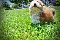 Doodles, a male Havanese and Poodle - Toy  for sale in Marshfield, MO – 7 of 10