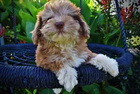 Destiny, a female Havanese and Poodle - Toy  for sale in Marshfield, MO – 4 of 10