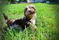 Heavenly, a female Havanese and Poodle - Toy  for sale in Marshfield, MO – 6 of 10