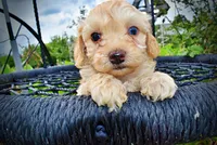 Armani, a male Havanese and Poodle - Toy  for sale in Marshfield, MO – 2 of 10