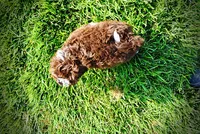 Dexter, a male Havanese and Poodle - Toy  for sale in Marshfield, MO – 4 of 10