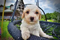 Ashley, a female Havanese and Poodle - Toy  for sale in Marshfield, MO – 5 of 10