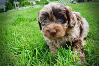 Whisky, a male Havanese and Poodle - Toy  for sale in Marshfield, MO – 4 of 10