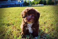Lil Lady, a female Havapoo for sale in Marshfield, MO – 9 of 10