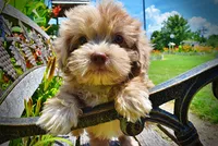 Eartha, a female Havanese and Poodle - Toy  for sale in Marshfield, MO – 5 of 10