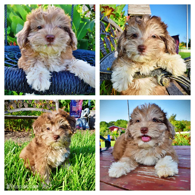 Destiny – Havanese, Poodle - Toy  puppy for sale in Marshfield, MO