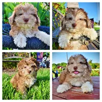 Destiny, a female Havanese and Poodle - Toy  for sale in Marshfield, MO – 1 of 10