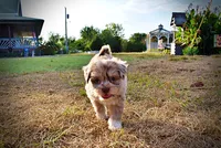 Marbles, a female Havapoo for sale in Marshfield, MO – 8 of 10