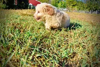 Luigi, a male Havapoo for sale in Marshfield, MO – 6 of 9