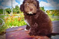 Ewok, a male Havanese and Poodle - Toy  for sale in Marshfield, MO – 8 of 10