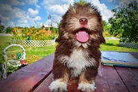 Elvira, a female Havanese and Poodle - Toy  for sale in Marshfield, MO – 6 of 10