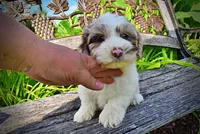 Simba-SUMMER SALE!!  $100 off listed price!!, a male Havanese and Poodle - Toy  for sale in Marshfield, MO – 6 of 9