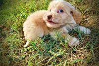 Loki, a male Havapoo for sale in Marshfield, MO – 9 of 10